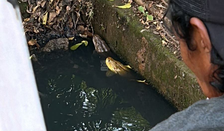Warga Astom Residence Tangkap Sepasang Ular Sanca Sepanjang 4 Meter