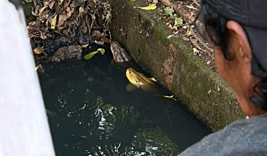 Warga Astom Residence Tangkap Sepasang Ular Sanca Sepanjang 4 Meter